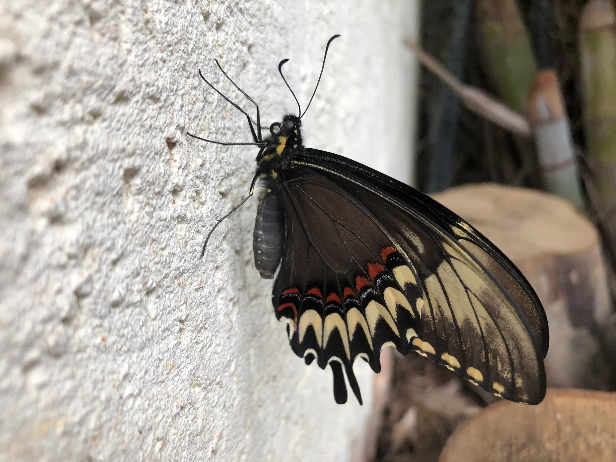 Fêmea da Borboleta Heraclides astyalus