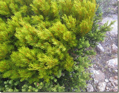 The Hakea mentioned at the cache site is in fact Yellow Bush Orites acicularis (Proteaceae)  Thark Ridge