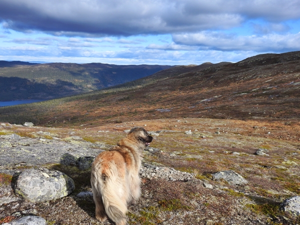 sørbølfjellet