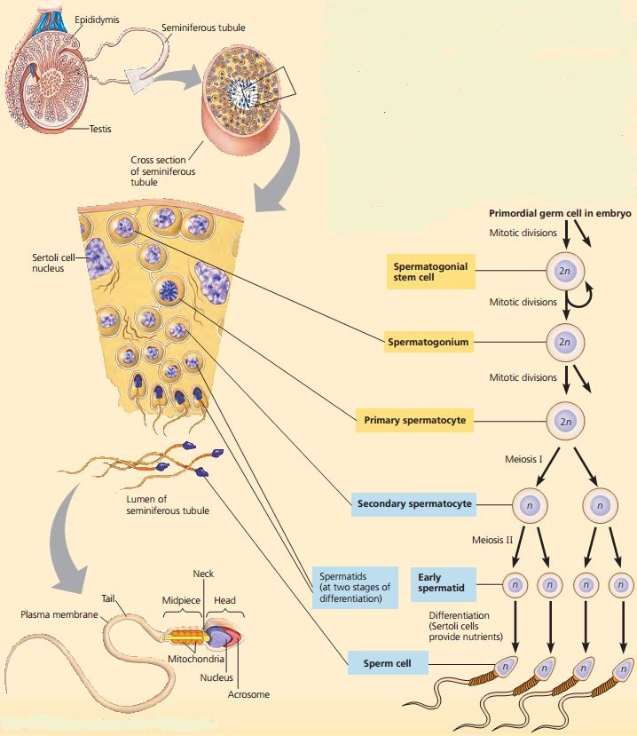 Proses Spermatogenesis  dan Oogenesis SMA KLS XI Biologi