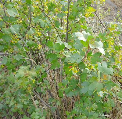 golden currant, Ribes aurea