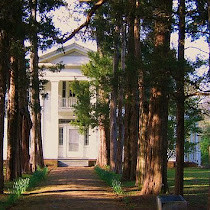 Rowan Oak