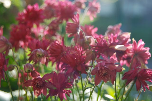 Columbine (Aquilegia 'Nora Barlow') in a vivid pink.