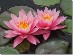 Water Lily