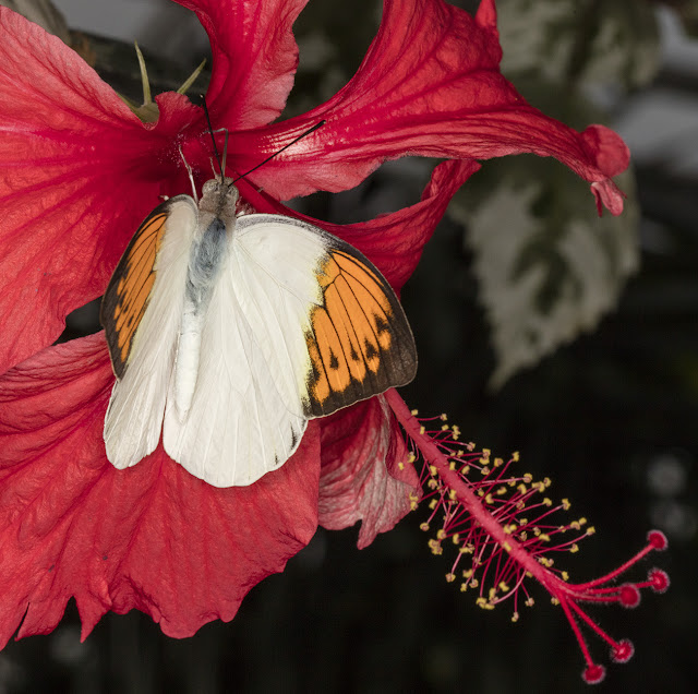 Butterfly, Great Orange Tip, Hebomoia glaucippe, on red flower.  Butterflies in the Glasshouse at RHS Wisley, 26 January 2016