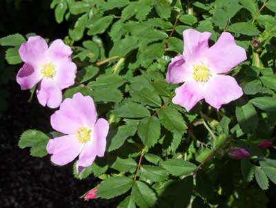 A glimpse of three prairie roses.