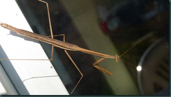 insects amd birds 001