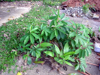 Costus, La Ceiba, Honduras