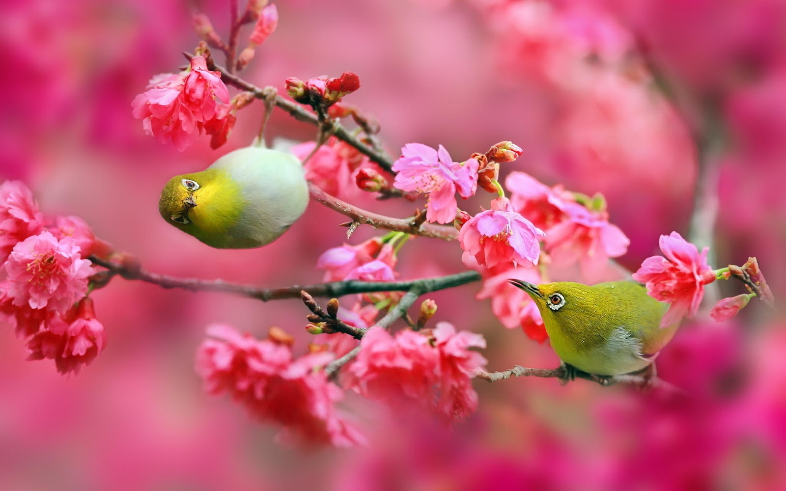 Free Wallpaper Cherry Blossoms with Bird