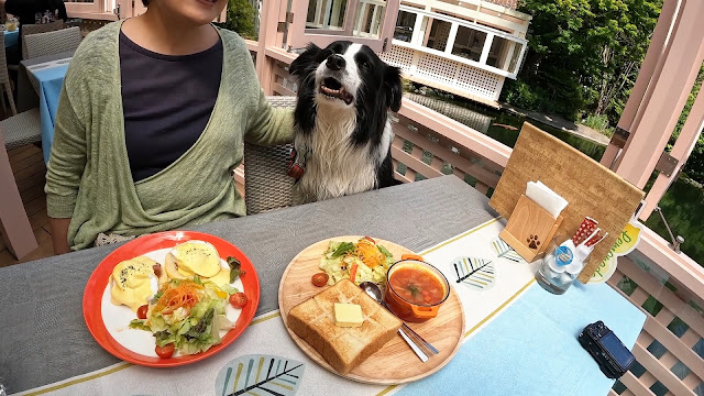 保護犬 ボーダーコリー トーマ 小谷流の里ドギーズアイランド