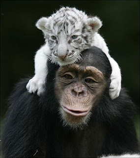 Baby Tiger and a Chimpanzee