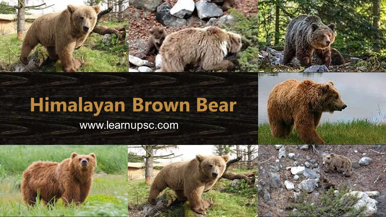 Himalayan Brown Bear