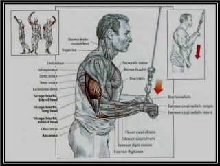 Triceps Pushdowns