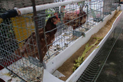 Dinas Peternakan Papua Galakkan Budidaya Pemeliharaan Ayam Potong