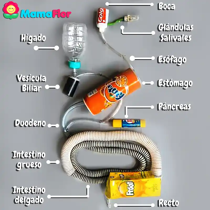 Como hacer la Maqueta del Sistema Digestivo