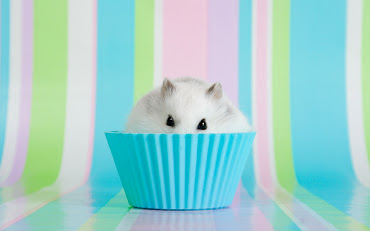 #15 Hamster Wallpaper