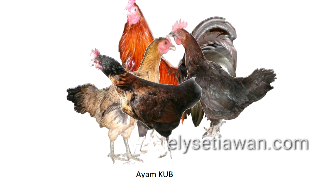 Apa itu Ayam  KUB ayam  kampung unggul BALITNAK Blog 