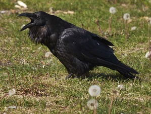 IMG_5747