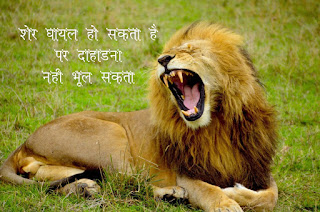 lion wallpaper with quotes in hindi,ak91,lion images hd lion attitude status in hindi 2 line lion quotes in gujarati lion quotes in hindi shayari