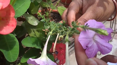 How To Collect Petunia Seeds