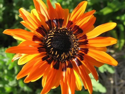 types of flowers daisy Orange Cape Daisy | 500 x 375