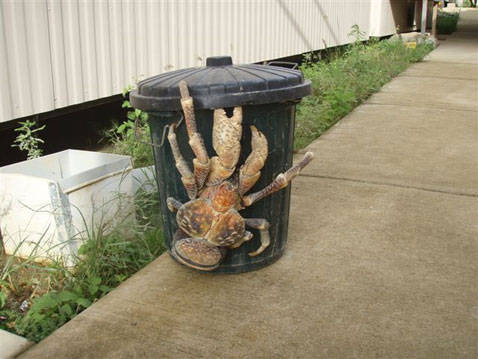 Kepiting Raksasa