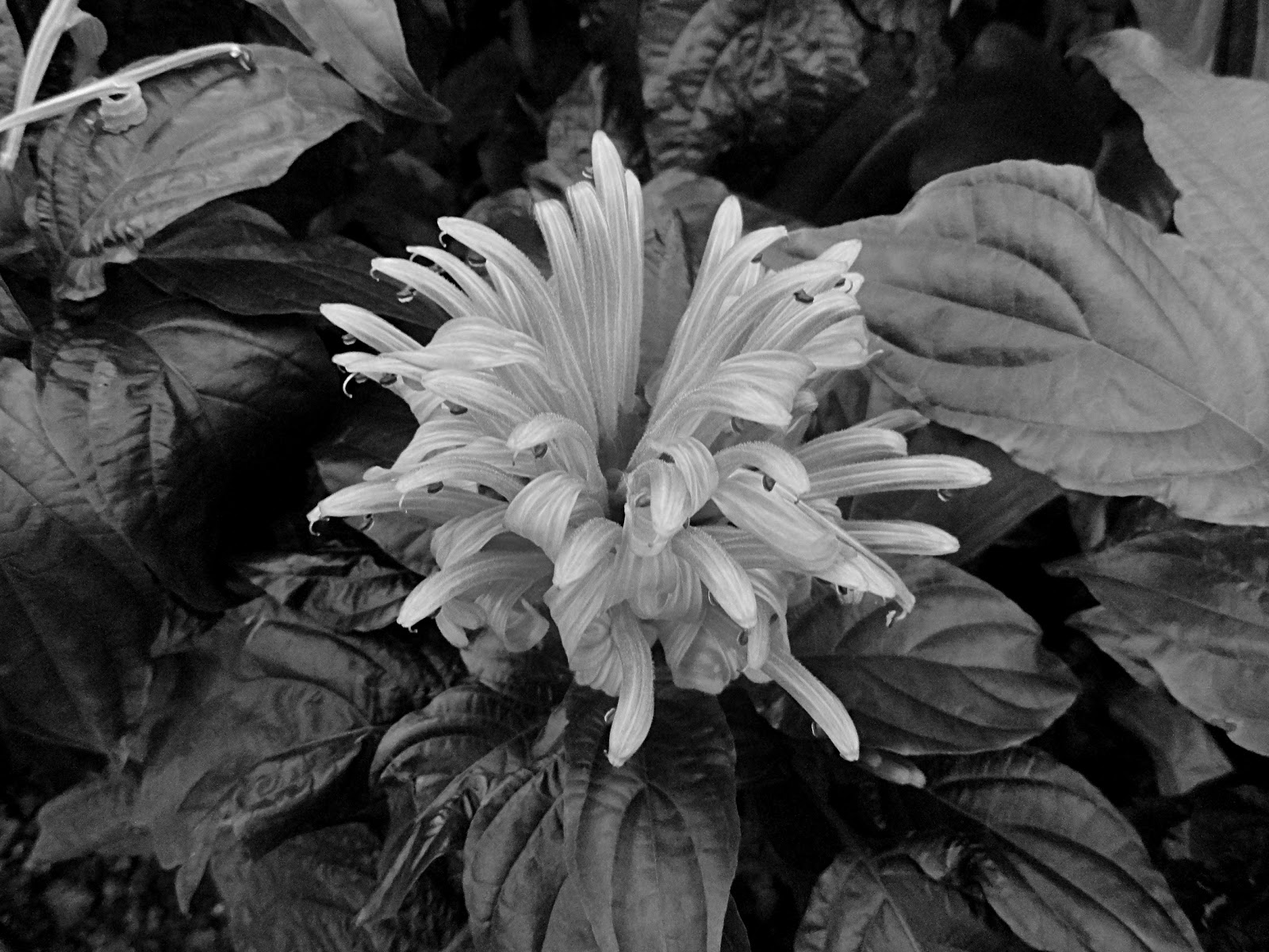Imagini Alb Negru Cu Plante Black And White Images With Plants