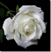 white rose