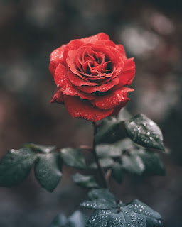 foto bunga mawar indah