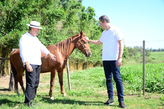Cavalos recolhidos pela prefeitura de Cachoeirinha são enviados para um santuário em Viamão