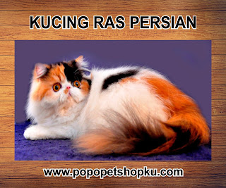 kucing persian