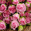 Pink Rose HD Wallpaper