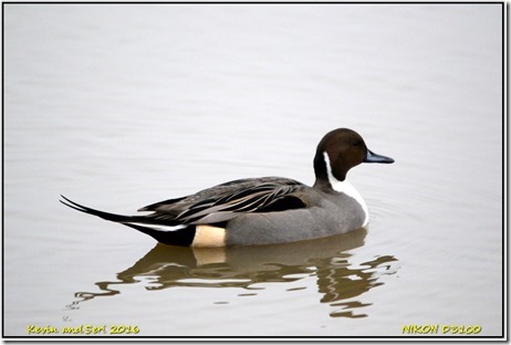 Slimbridge WWT - January