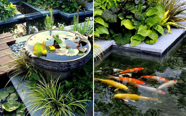 Fish Pool at Home