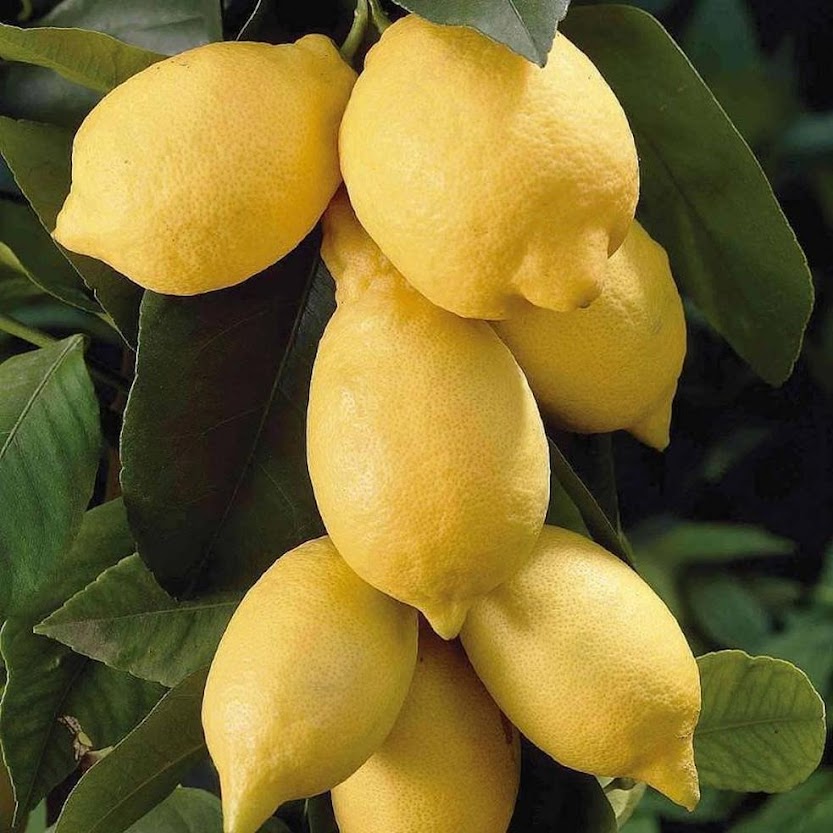 Jeruk Lemon Jumbo Khusus Jawa Bali Kendari