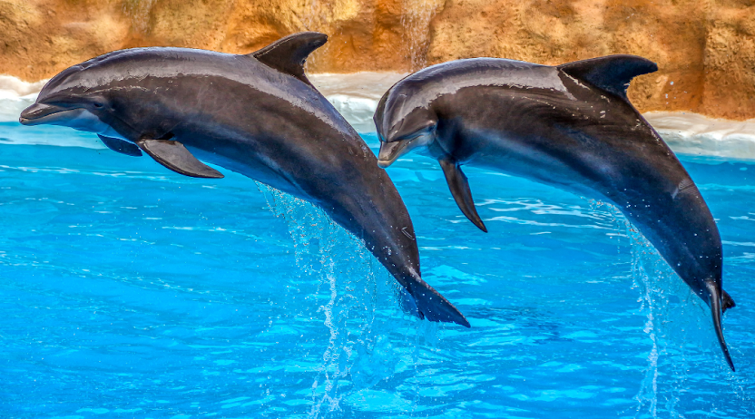 How Long Can A Dolphin Stay Under Water?