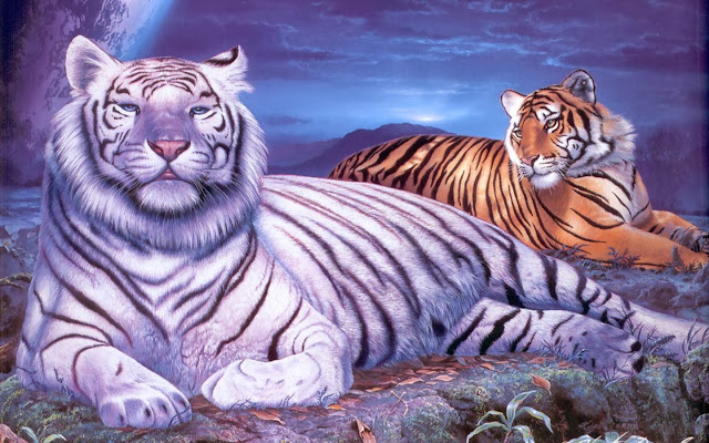 White Tiger Wallpaper Free