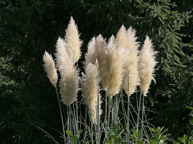 Hierba de la Pampa (Cortaderia selloana)