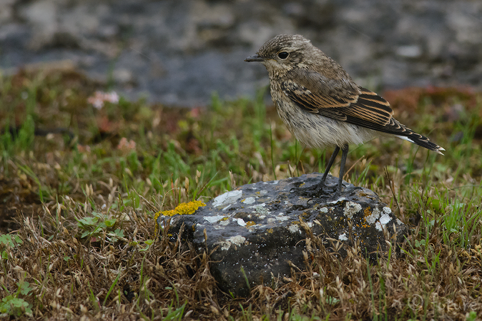 Kivitäks, Oenanthe oenanthe, Northern Wheatear, täks