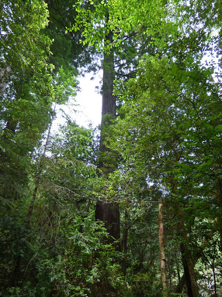 Redwood Nature Trail, Loeb State Park