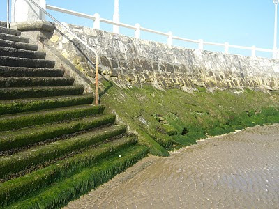 Algæ on the seawall