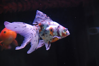 Calico/Nacreous Goldfish
