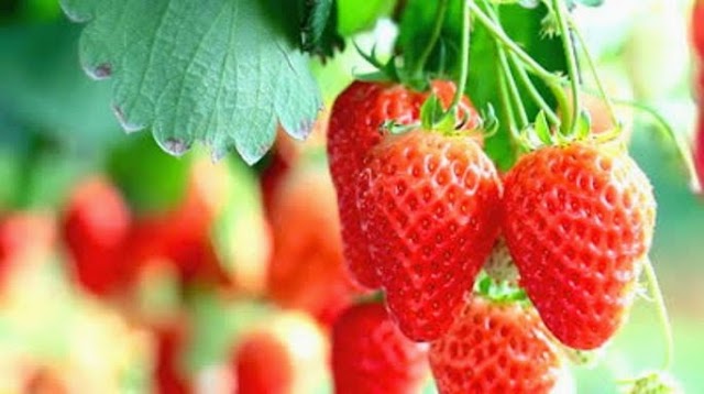 6 Manfaat  Buah Strawberry untuk Kesehatan Anda