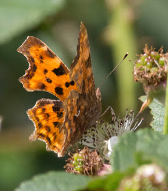Comma, Polygonia c-album.  Butterfly walk in Darrick and Newstead Woods, 23 July 2011.