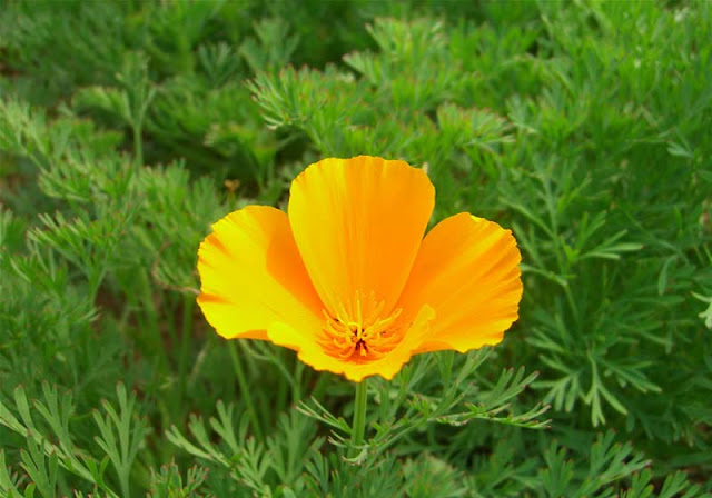 California Poppy Flowers Pictures