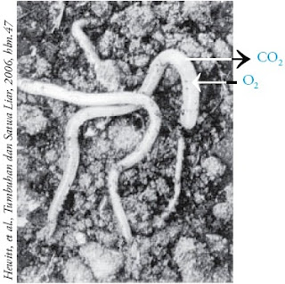 dijadikan sebagai organ pernapasan atau tepatnya sebagai tempat Pintar Pelajaran Sistem Pernapasan pada Cacing