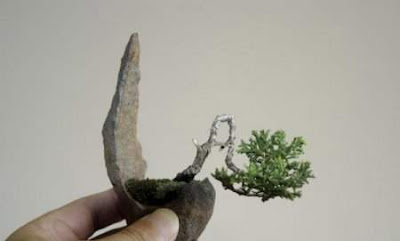 bonsai trees