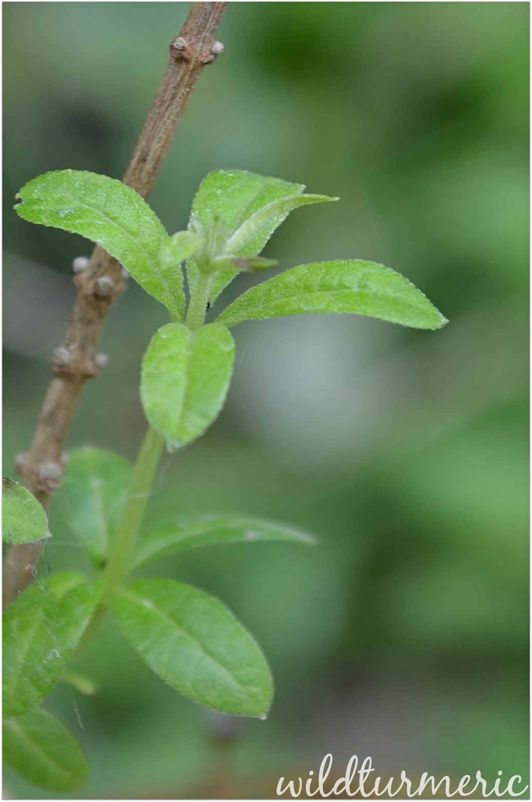 5 Top Medicinal Uses Of Lemon Verbena | Aloysia Triphylla | Aloysia Citrodora | wildturmeric