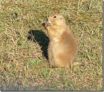 csp prairie dog