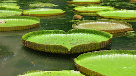 heart-shape-green-flovers-leaft-imgs